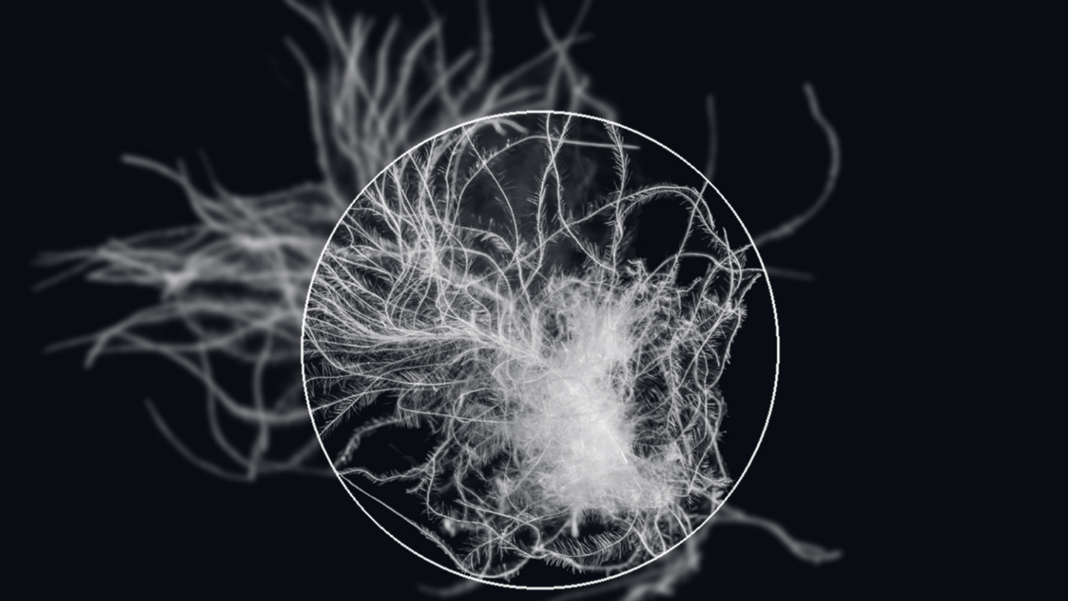 TrakMyDown | アライドが誇るトレーサビリティとサスティナブルなダウン
